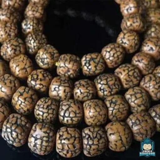 Mala en Graine de Rudraksha du Népal Top Qualité  La Maison de Bouddha